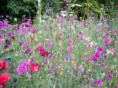 Images/Blumenwiese1.jpg
