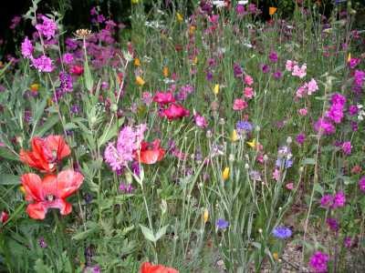 Images/Blumenwiese2.jpg