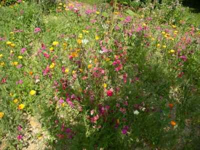 Images/Blumenwiese3.jpg