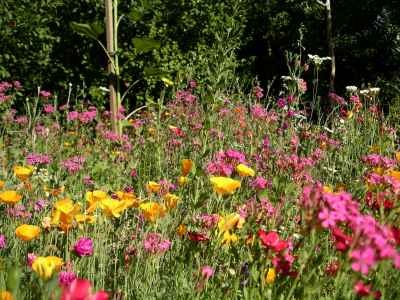 Images/Blumenwiese4.jpg