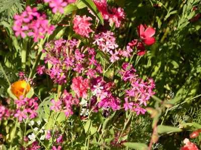 Images/Blumenwiese5.jpg