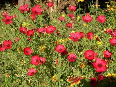 Images/Blumenwiese7.jpg