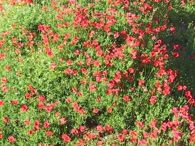 Images/Mohn.jpg