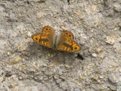 Images/Mauerfuchs.jpg